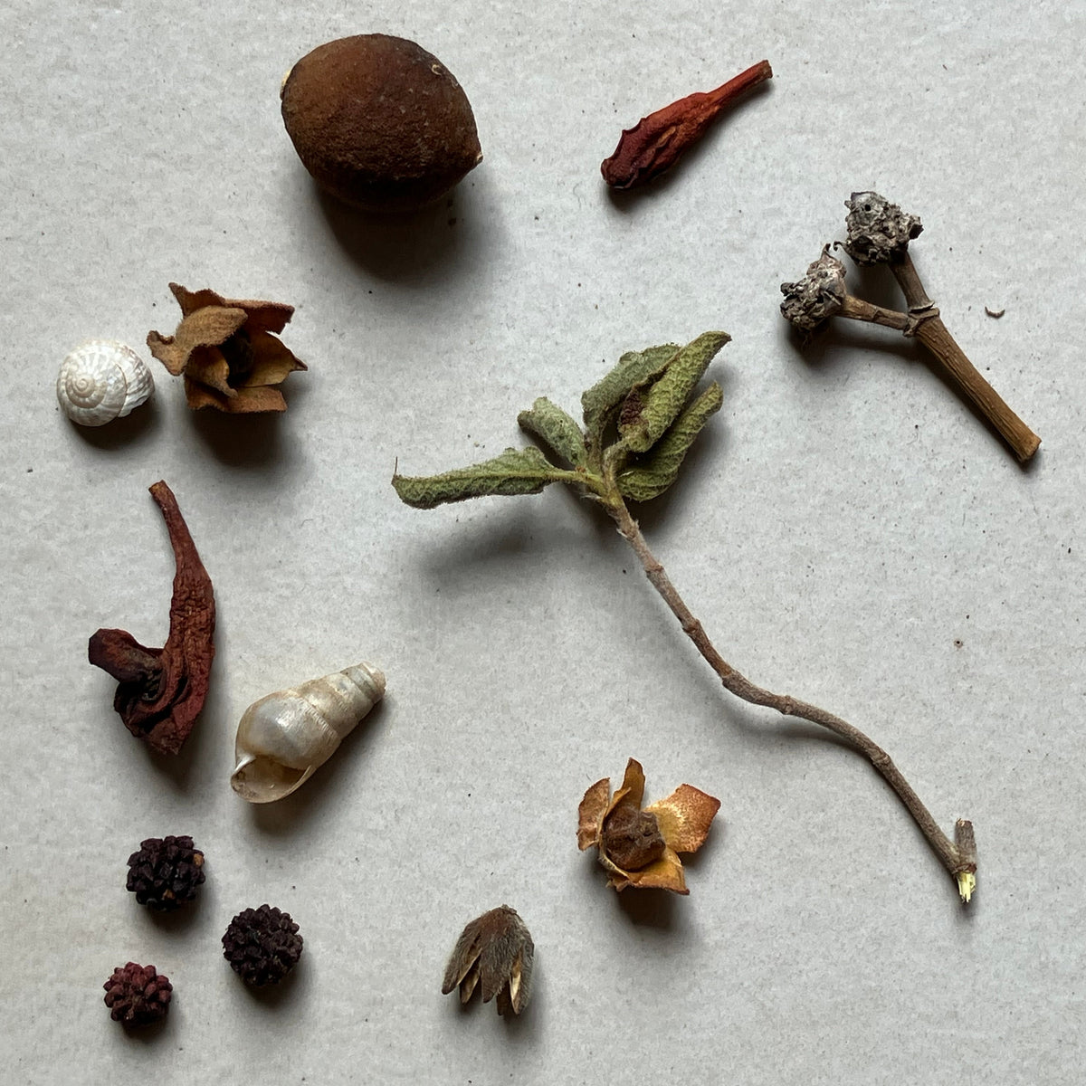 Nora Capò Botanical Jewellery