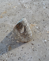 Sicilia Ring