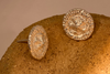 Eucaly Core Studs
