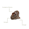 Eucalyptus Globulus seed pod with labels on a white background