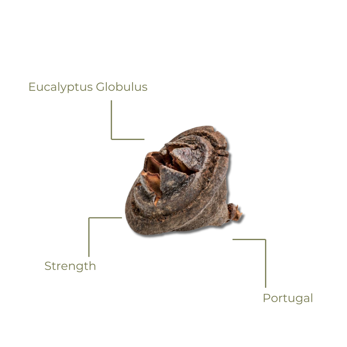 Eucalyptus Globulus seed pod with labels on a white background