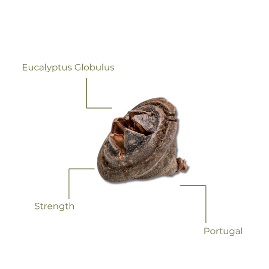Eucalyptus Globulus seed pod with labels on a white background
