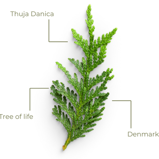 Green leafy branch labeled 'Thuja Danica' on a white background