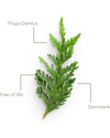 Green leafy branch labeled 'Thuja Danica' on a white background