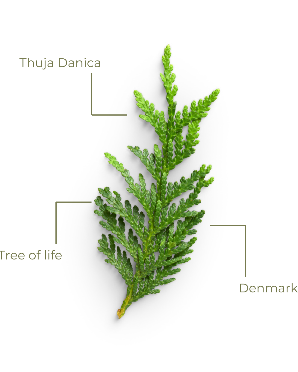 Green leafy branch labeled 'Thuja Danica' on a white background