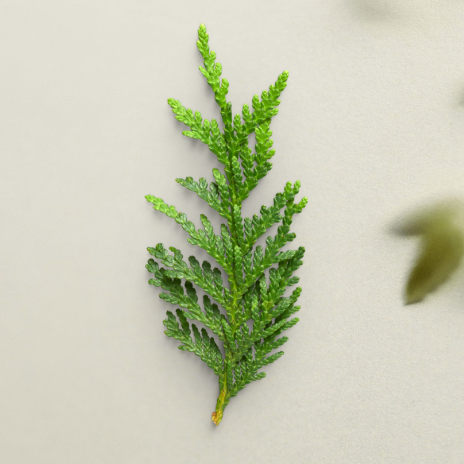 Thuja